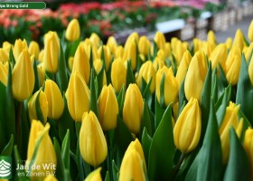 Tulipa Strong Gold (3)